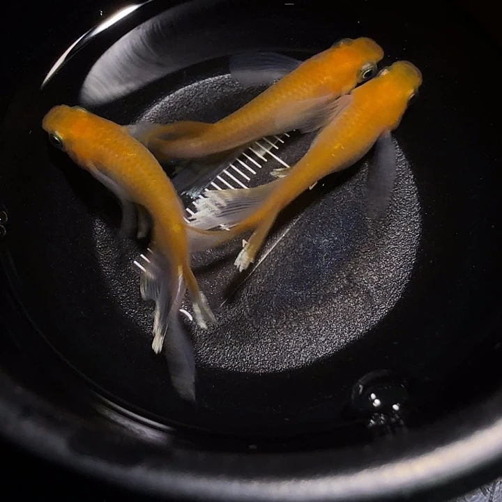 青鳉鱼一物一拍812