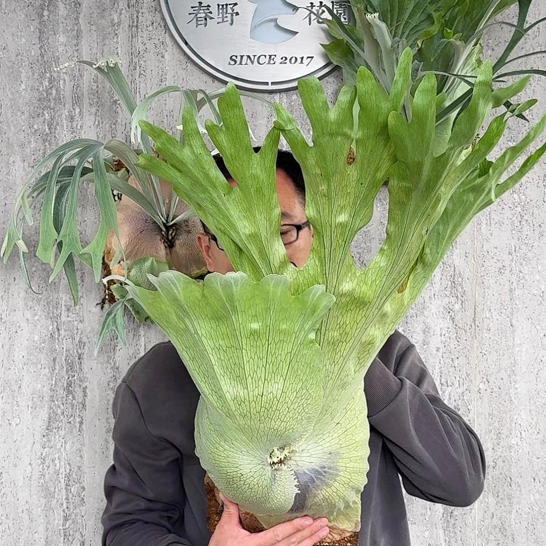 完全开放女王鹿角蕨春野花园