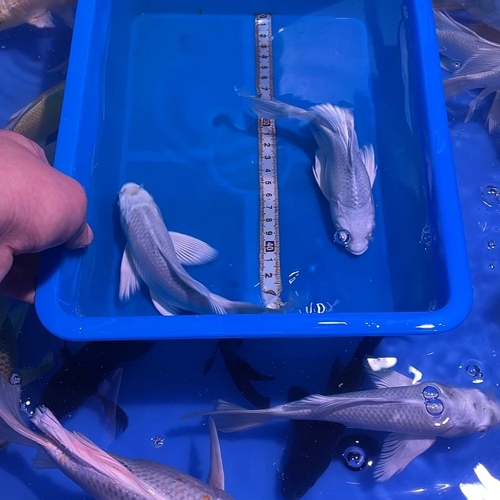 蝴蝶鲤鱼观赏鱼精品