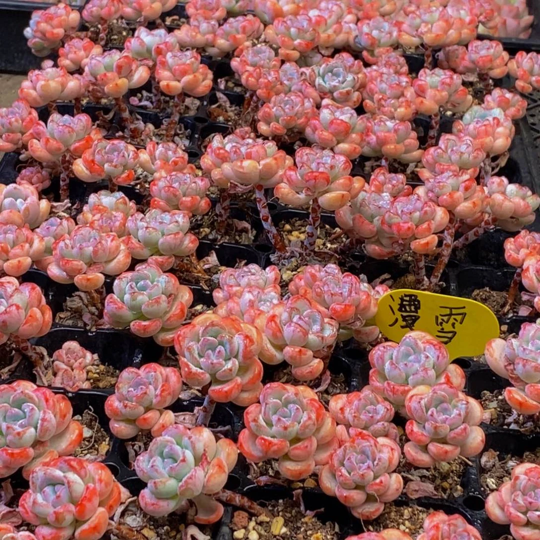 961多肉植物保护研究所所长助理