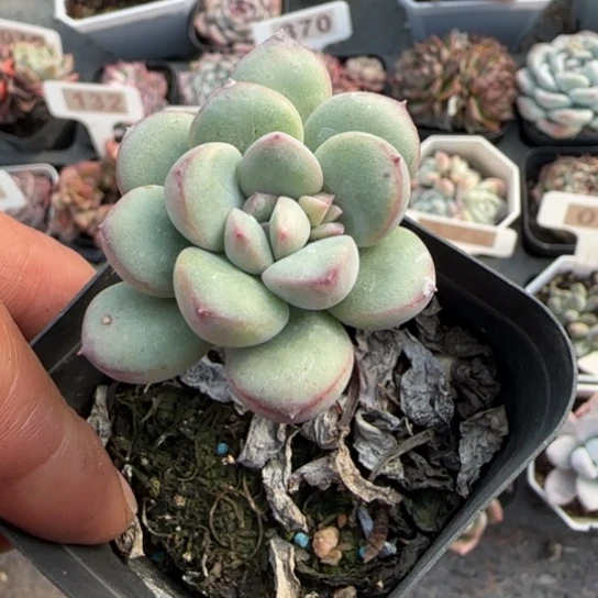 140迈达斯国王多肉植物多