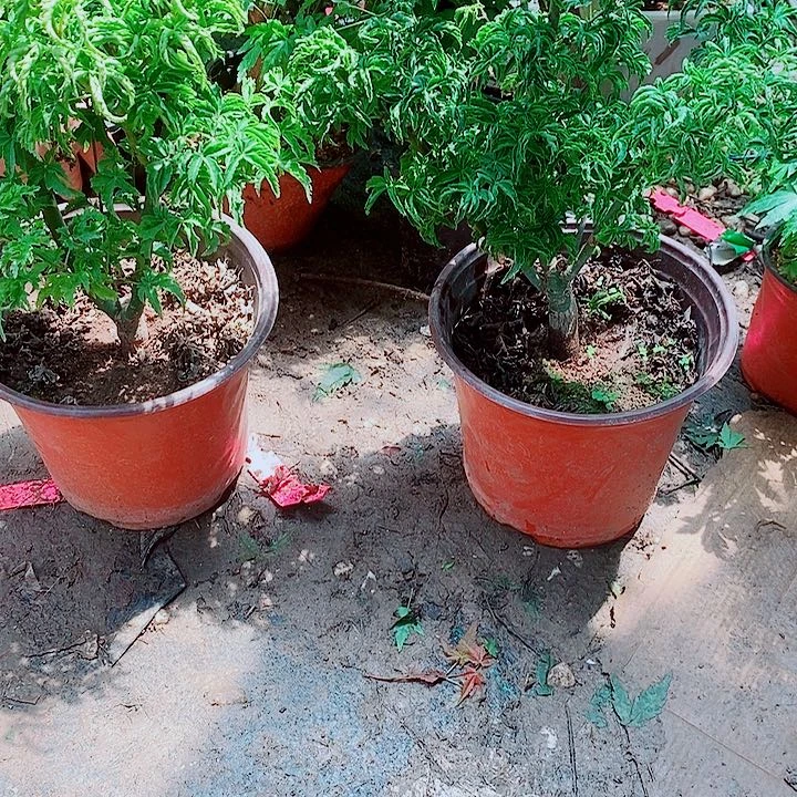 完全开放出星星放漏