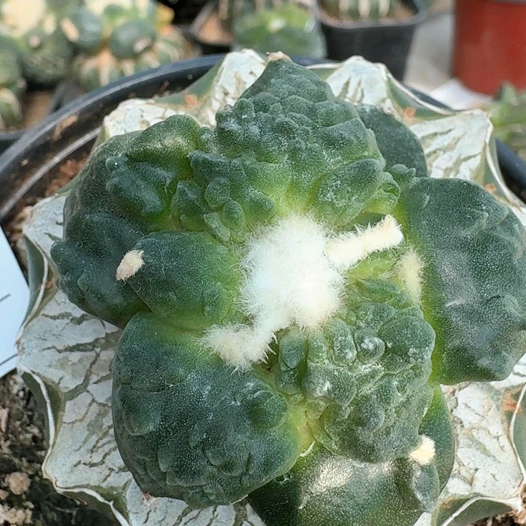 【闪购商品】等*村主怒涛894