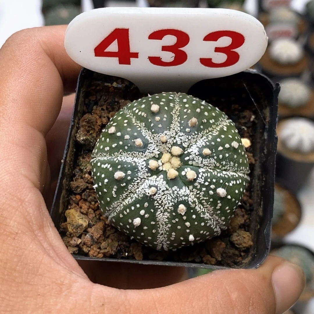 433福利特价来了打
