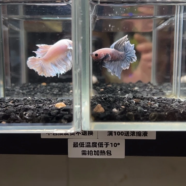 斗鱼竞拍跑单拉黑9日90+36