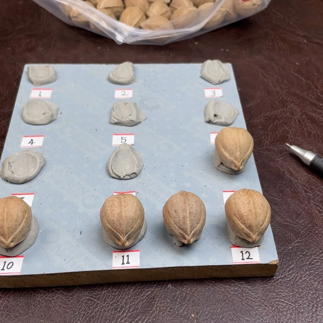 手串/手链橄榄核胡*20.28加三籽梅林铁核
