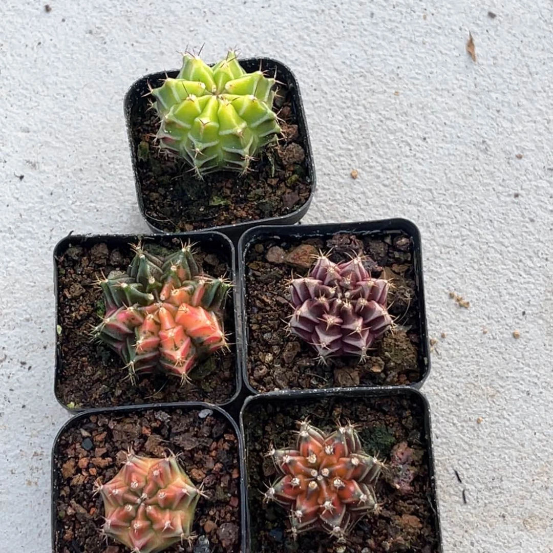 @*实生自播苗哈哈哈哈哈哈哈