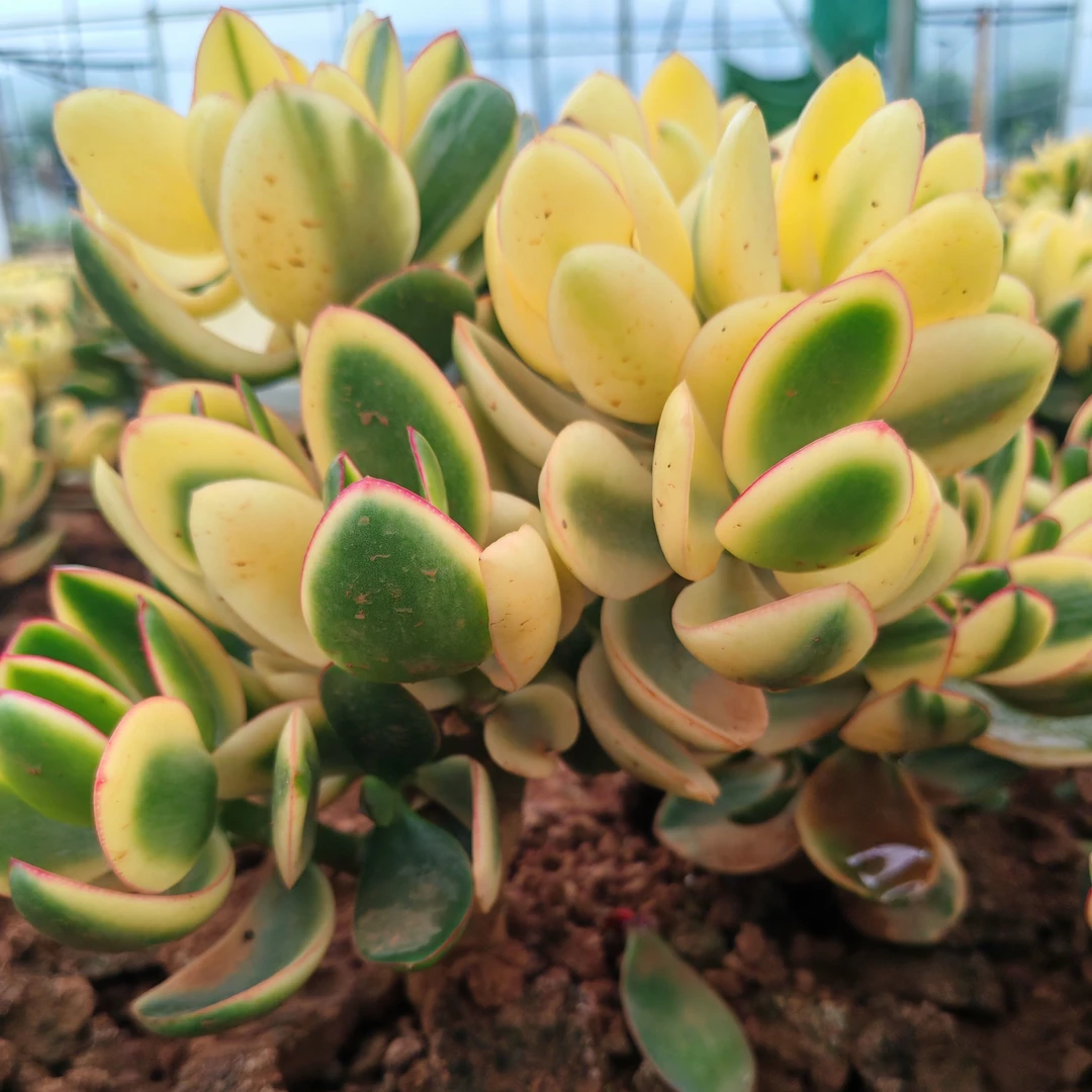 新花月锦，3年老桩。（不带盆脱土发货）