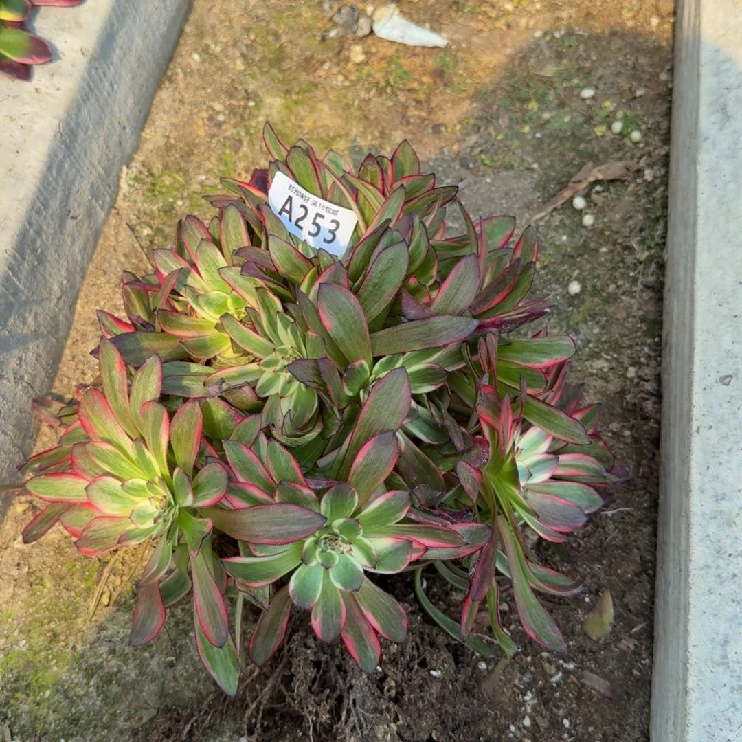 ?****✨253烟花。多肉植物