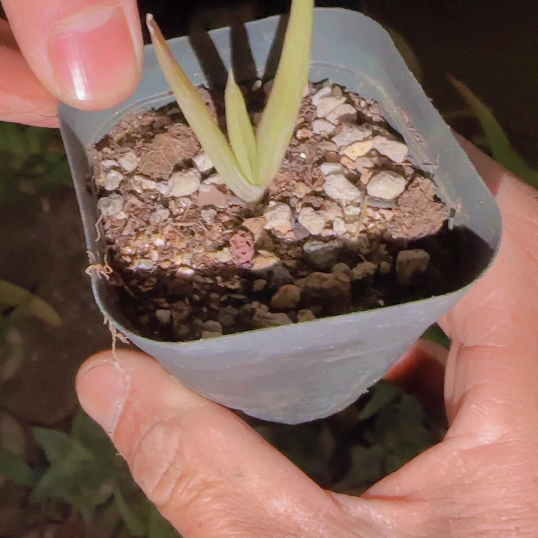 北***丠块根植物块根植物