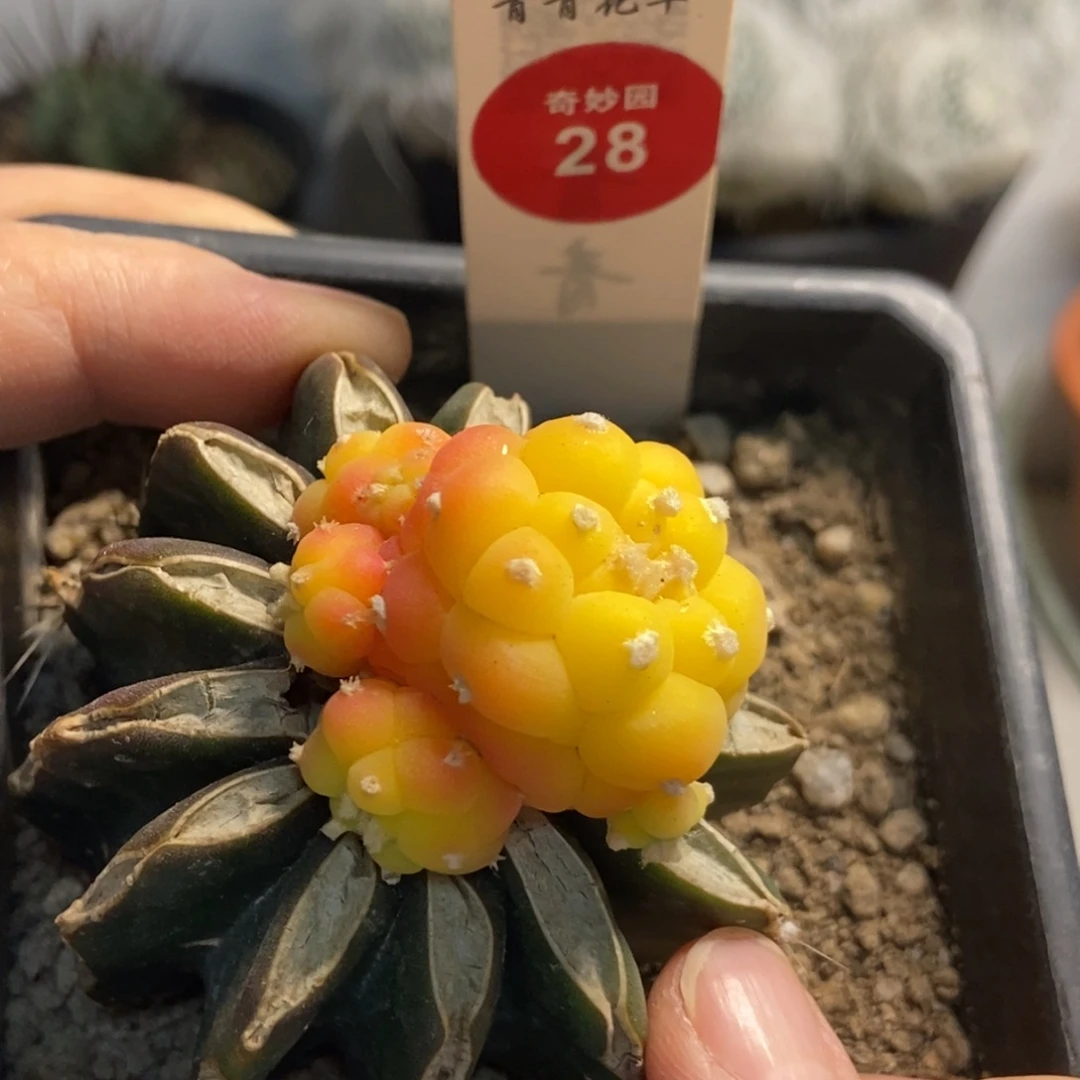 嫁接海鲜锦群一颗仙人球