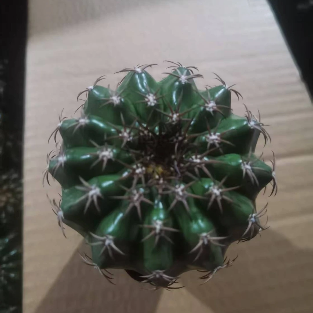 满18包邮（实生奇特圆盘）
