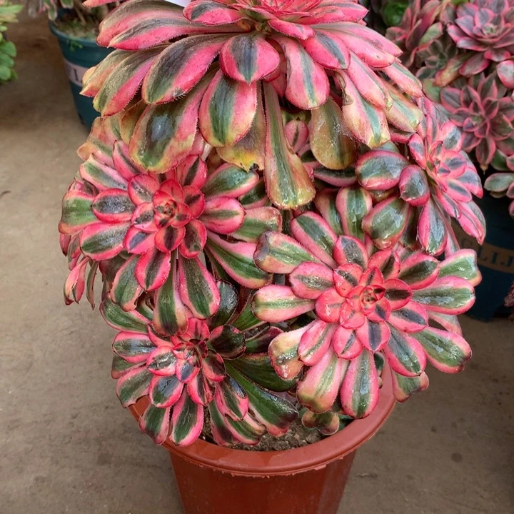 817初恋多肉植物特价