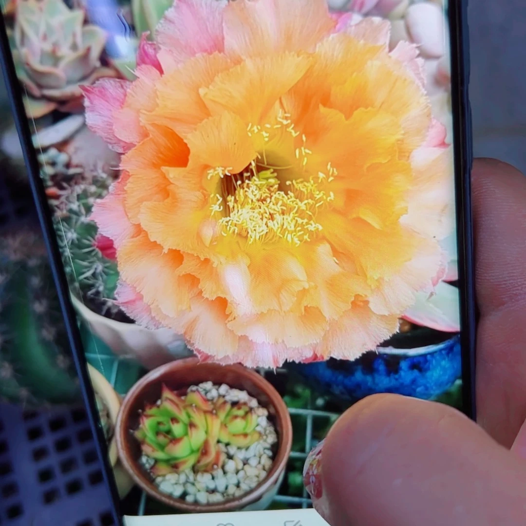 下33彩草香槟彩歪无根侧芽5公分左右20包邮