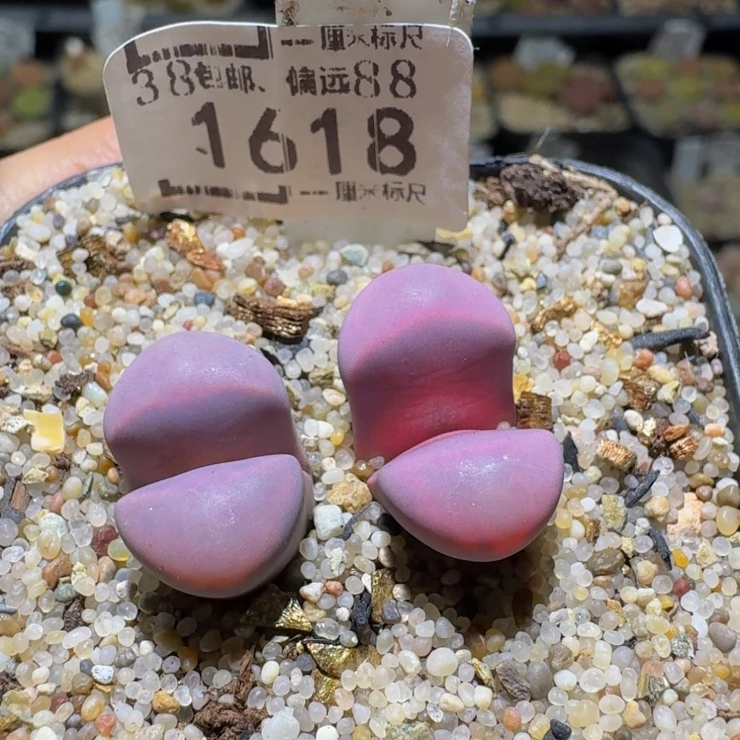 Sssss便宜了好多1618