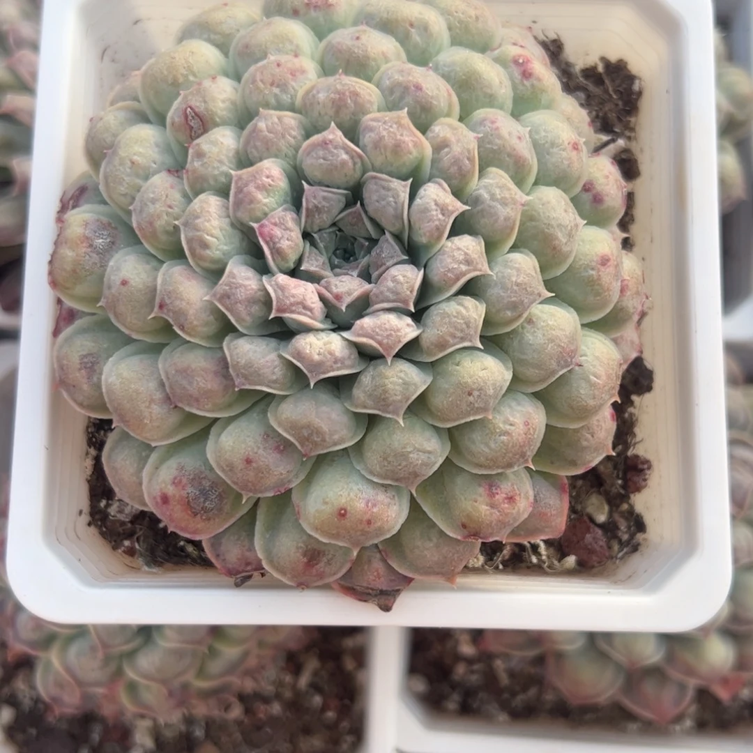 单头留财多肉植物精品
