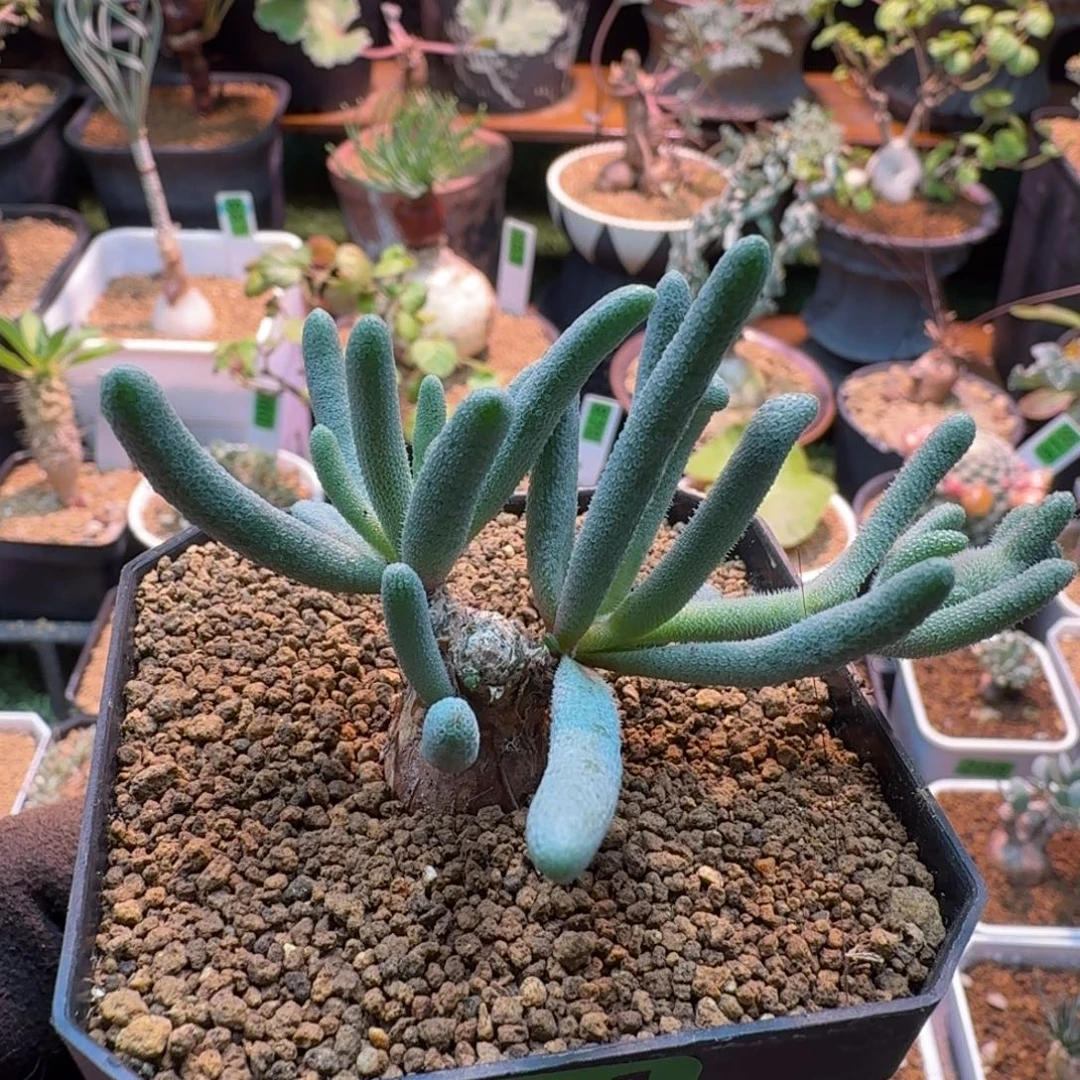 淡青霜291 仙人球