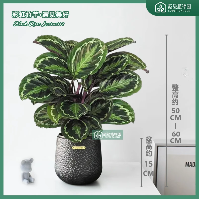 彩虹竹芋盆栽彩叶竹芋室内观叶绿植客厅办公室除甲醛净化空气植物