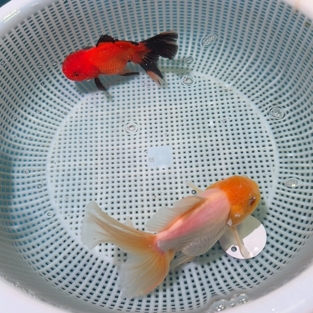 金鱼冷水观赏鱼混搭