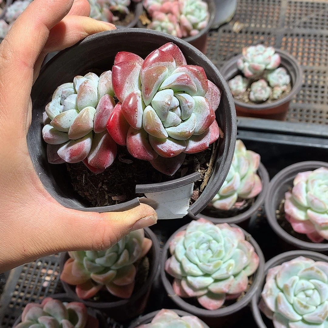 哈哈哈哈哈哈哈哈3