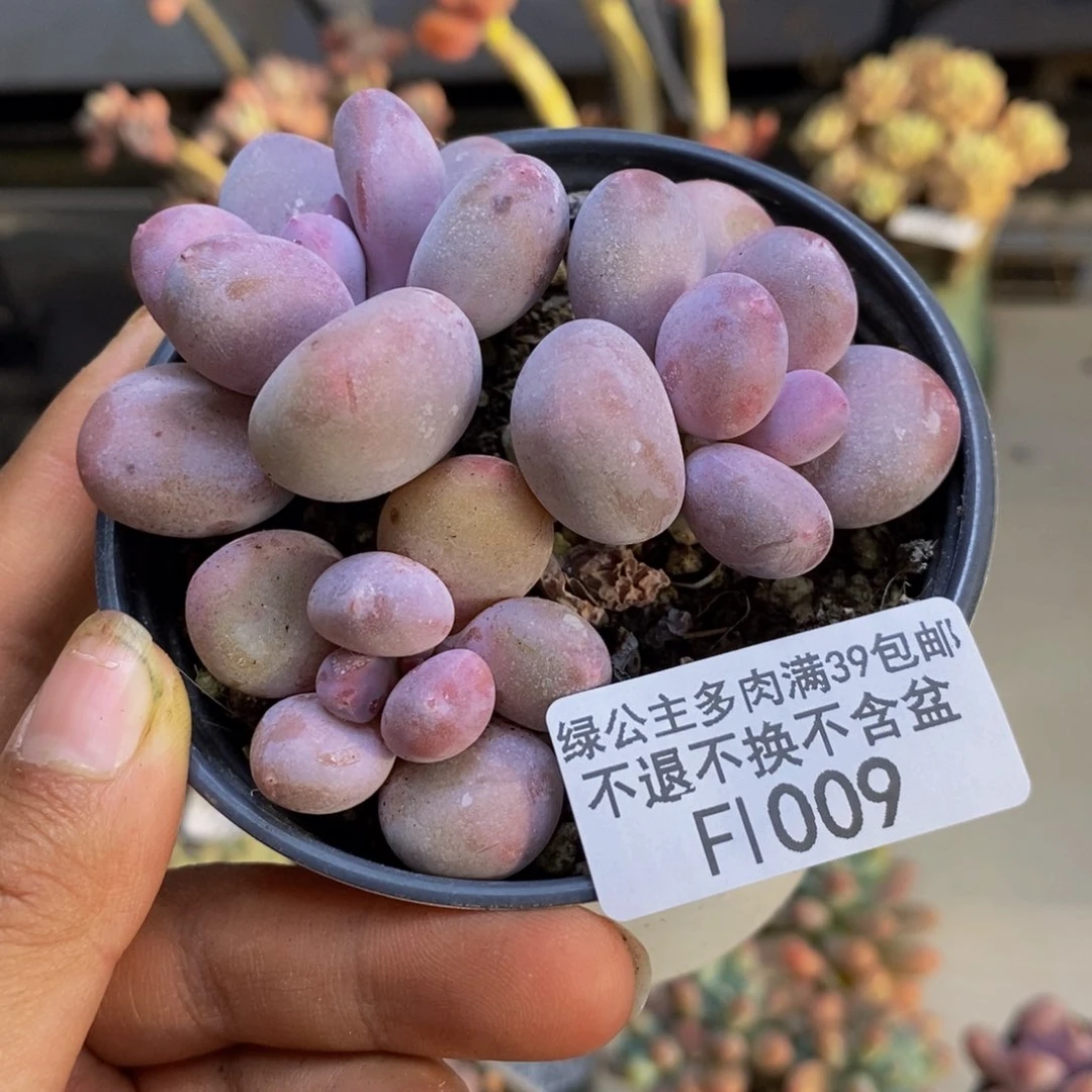 009蛋黄奶多肉8c m