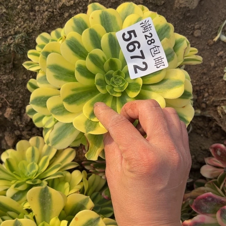 5672不包损多肉植物