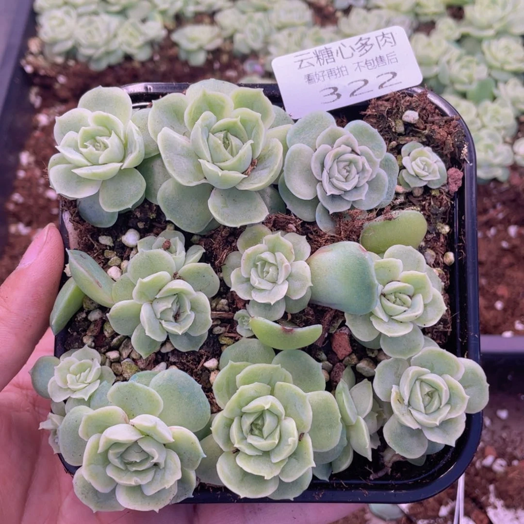 云糖心多肉植物322