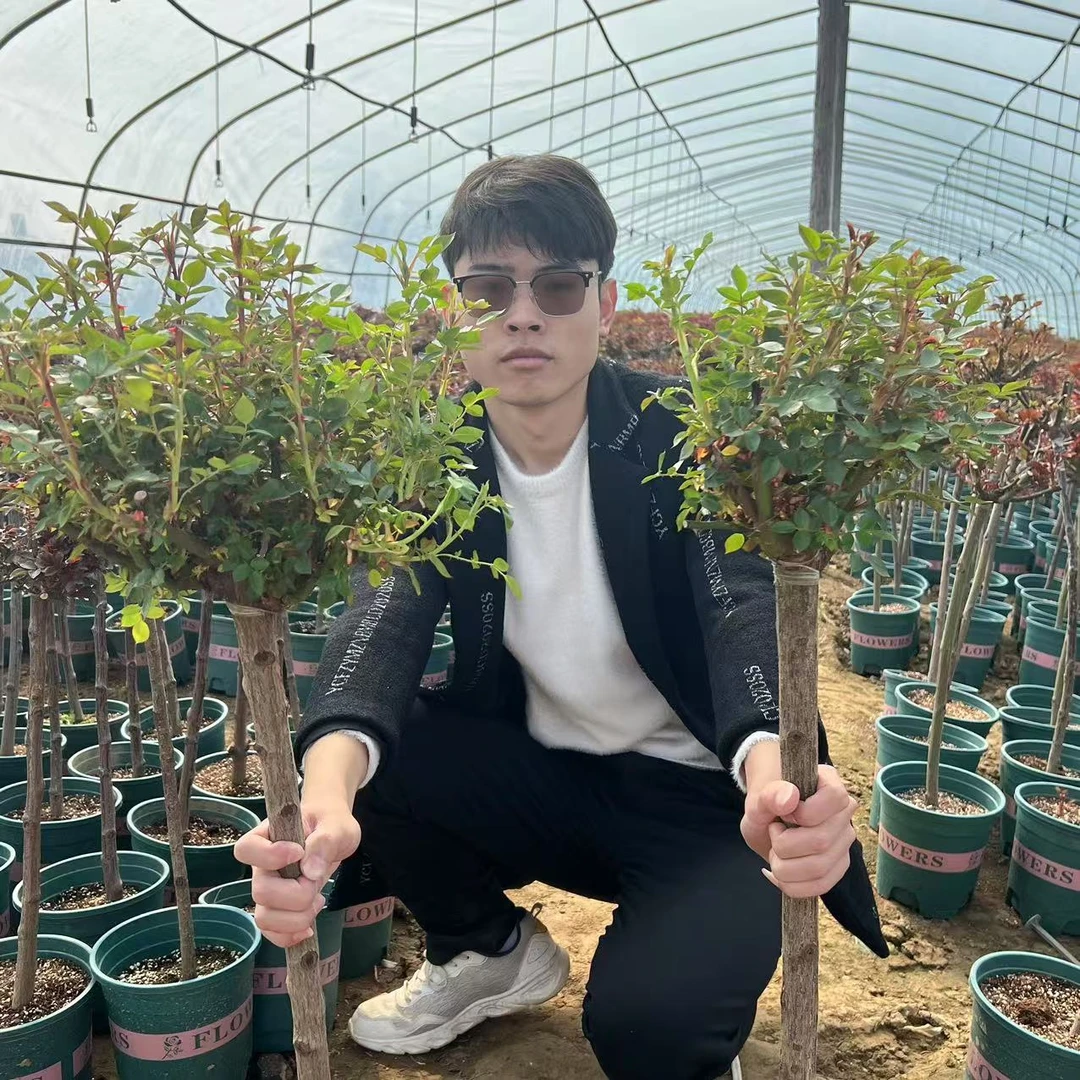 多色棒棒糖月季 阳台庭院花艺 多季重复开花 耐热耐寒 盆栽地栽