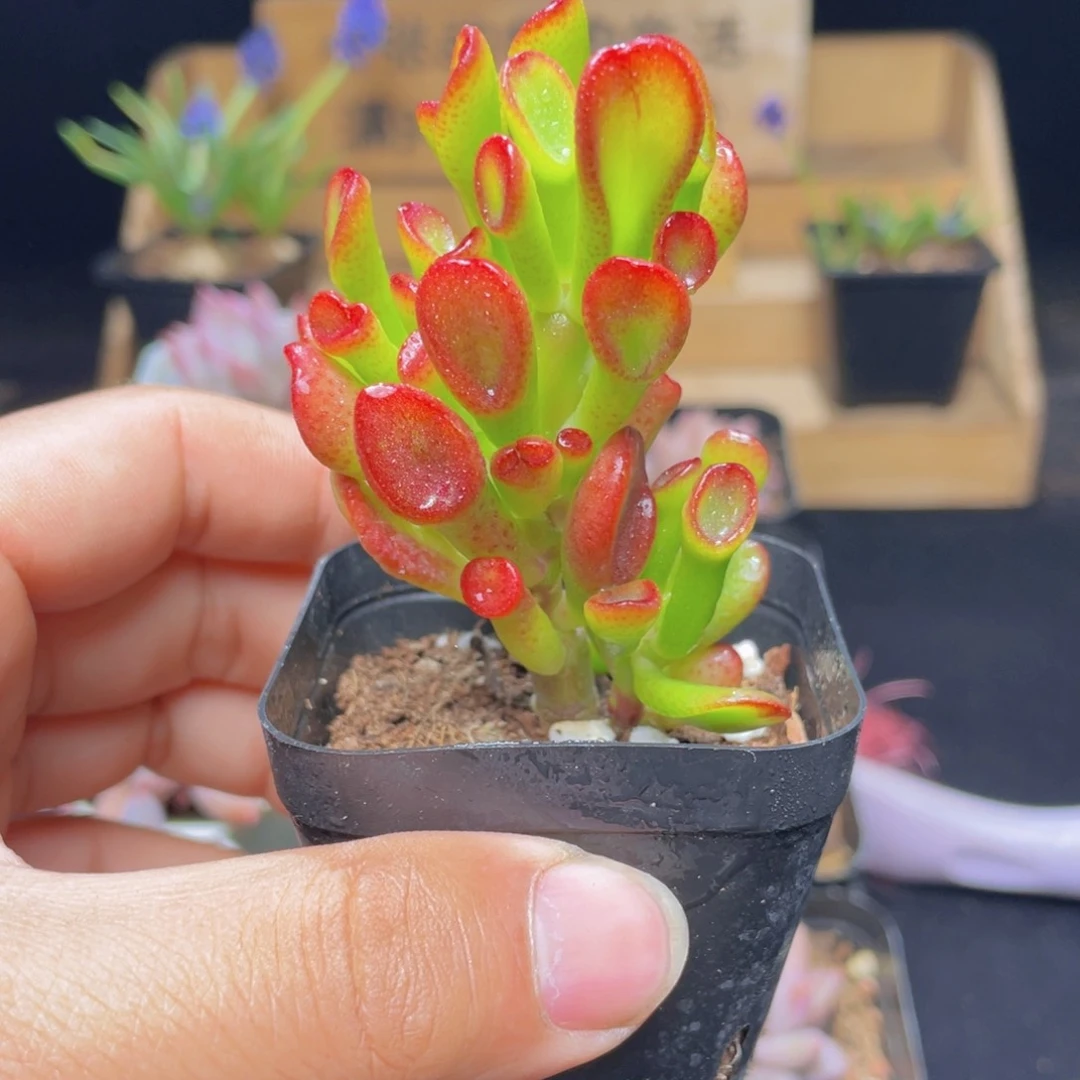 吸财树多肉9.9包邮发货