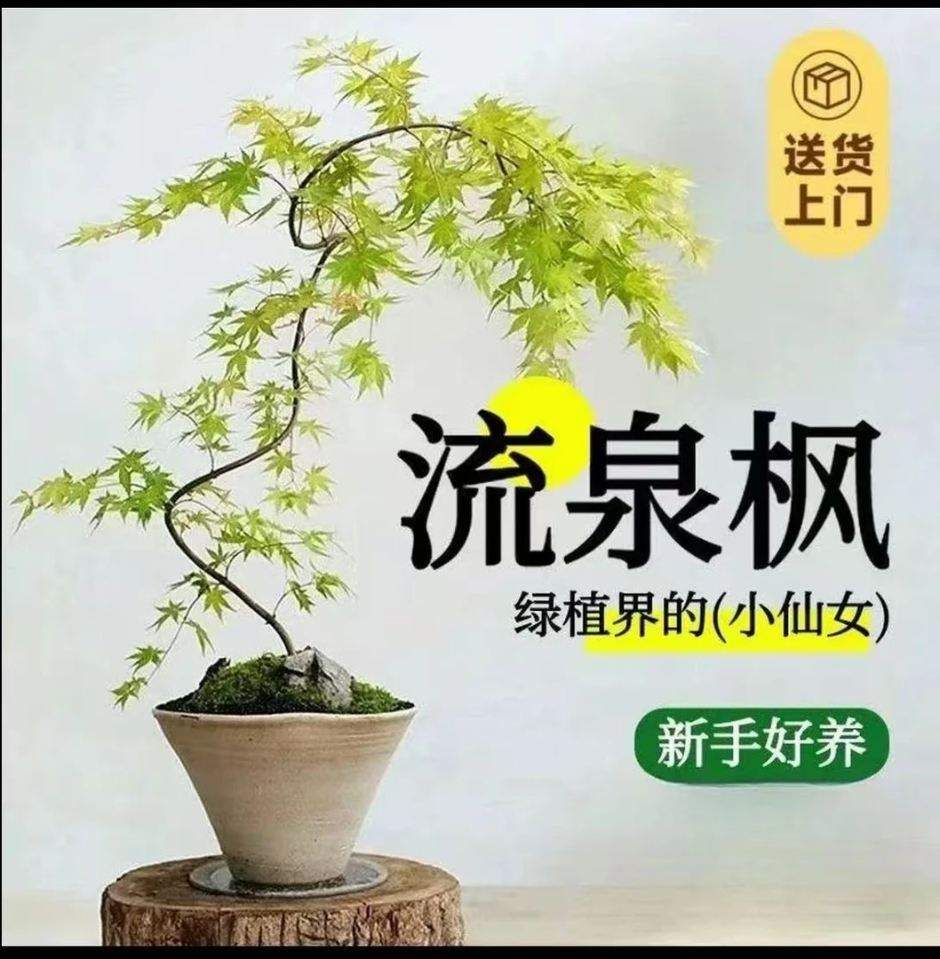 【一物一拍】流泉枫造型盆栽盆景适合室内阳台办公室四季好养