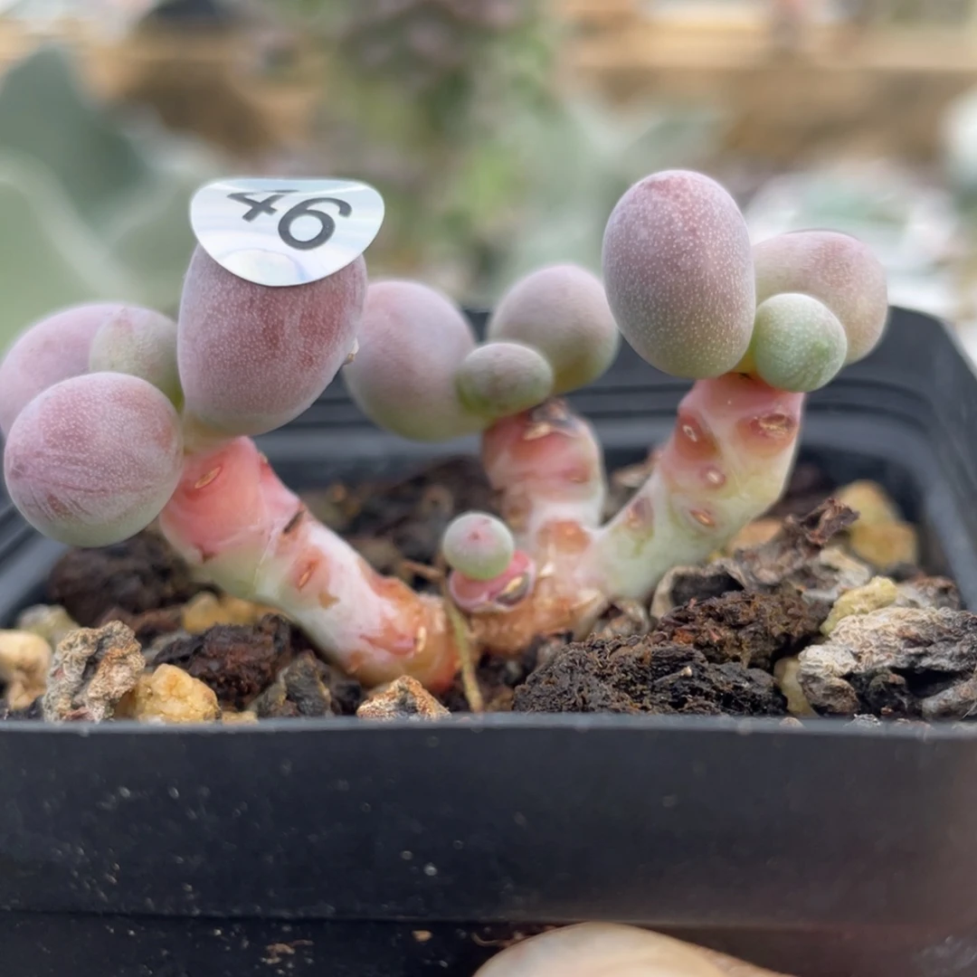 桃花奶酪多肉植物