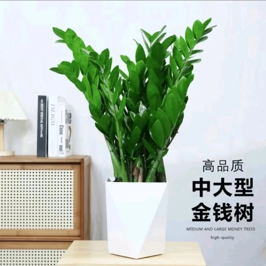 【福利价】金钱树盆栽植物室内钱串子招财客厅绿植花卉四季常青