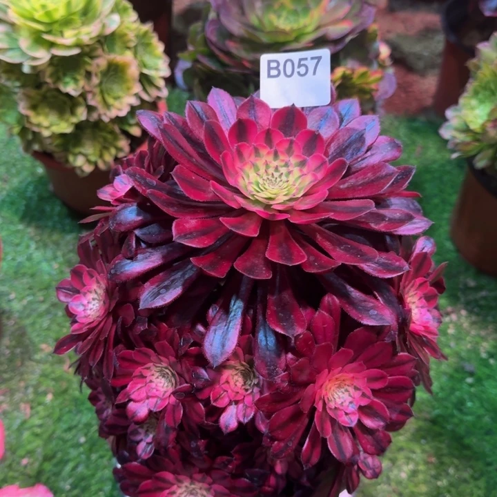 红陶g*d黑铜白057多肉