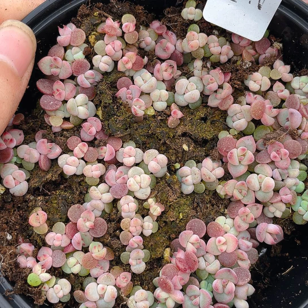 多肉植物多肉植物252