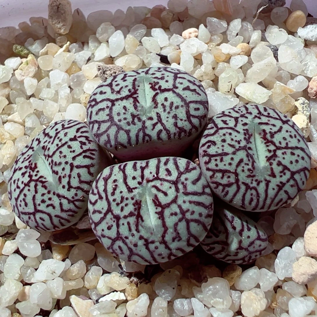 103-287多肉多肉墨小锥