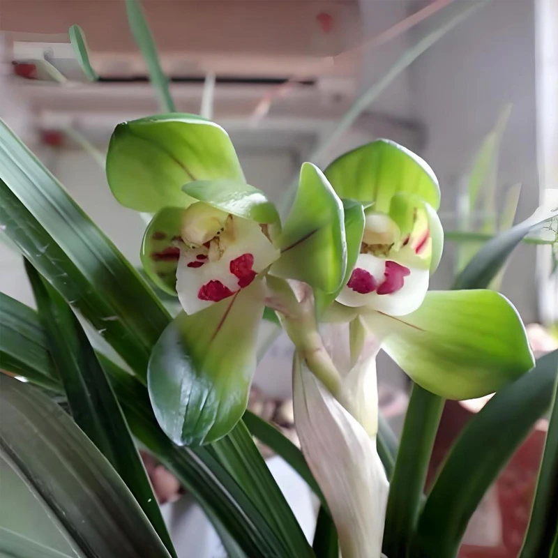 【带花苞】兰花春兰大团圆室内浓香花卉绿植物盆栽观花