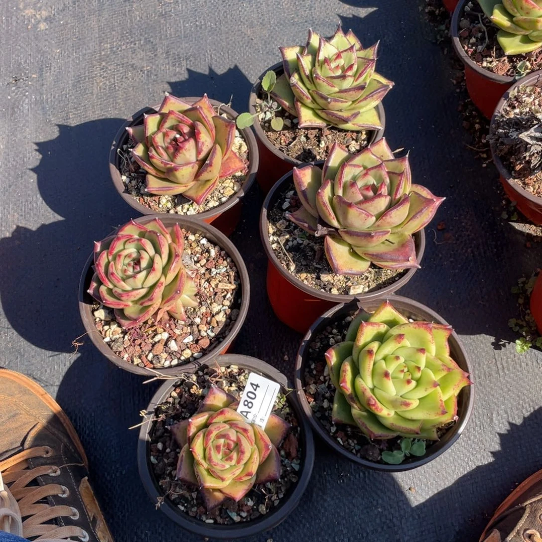 若如东云单拍A804