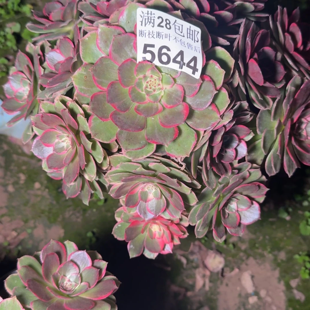 5644花妖多肉植物