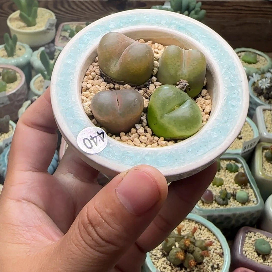 5318/-一物一拍 带盆