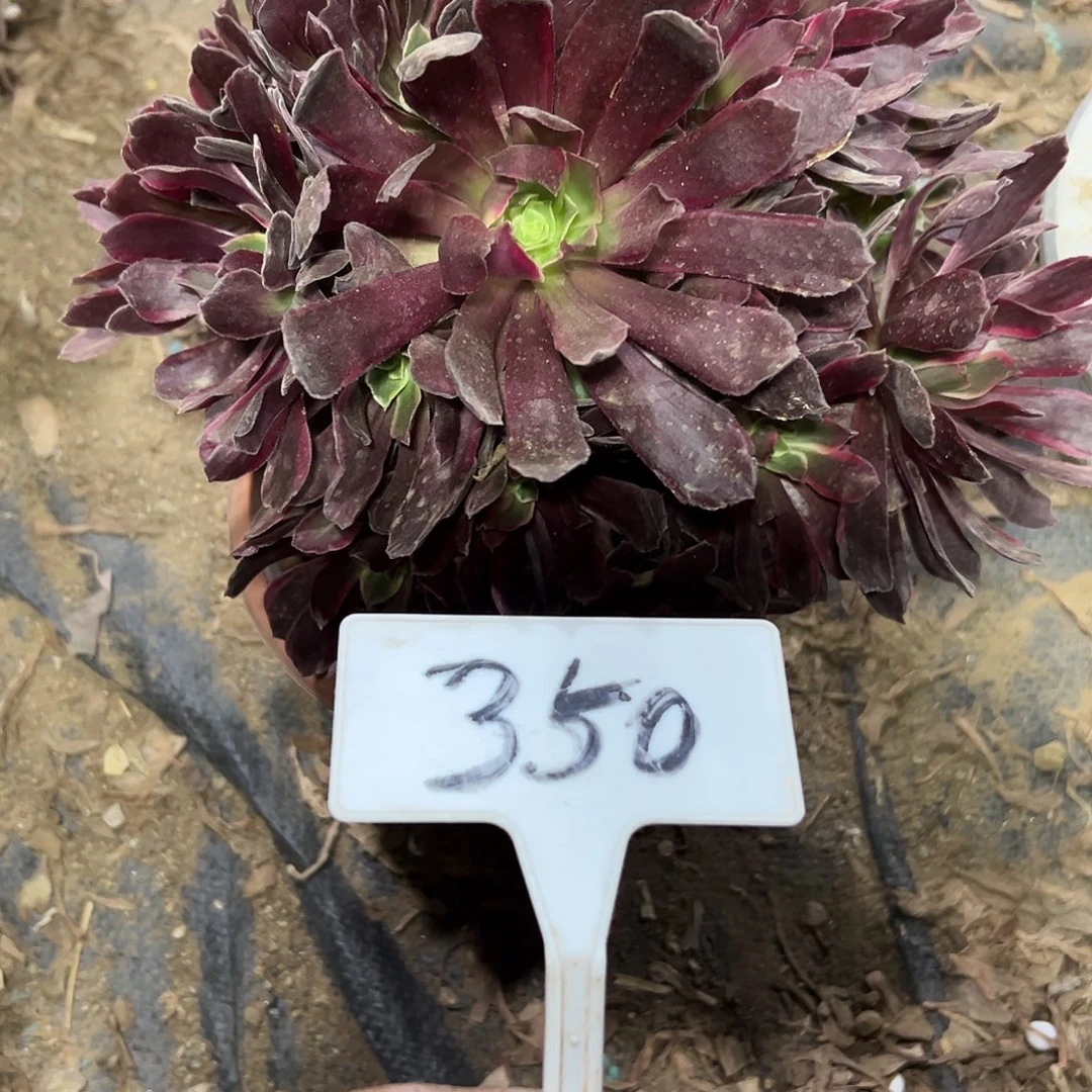 多肉植物赤霞飞法师350