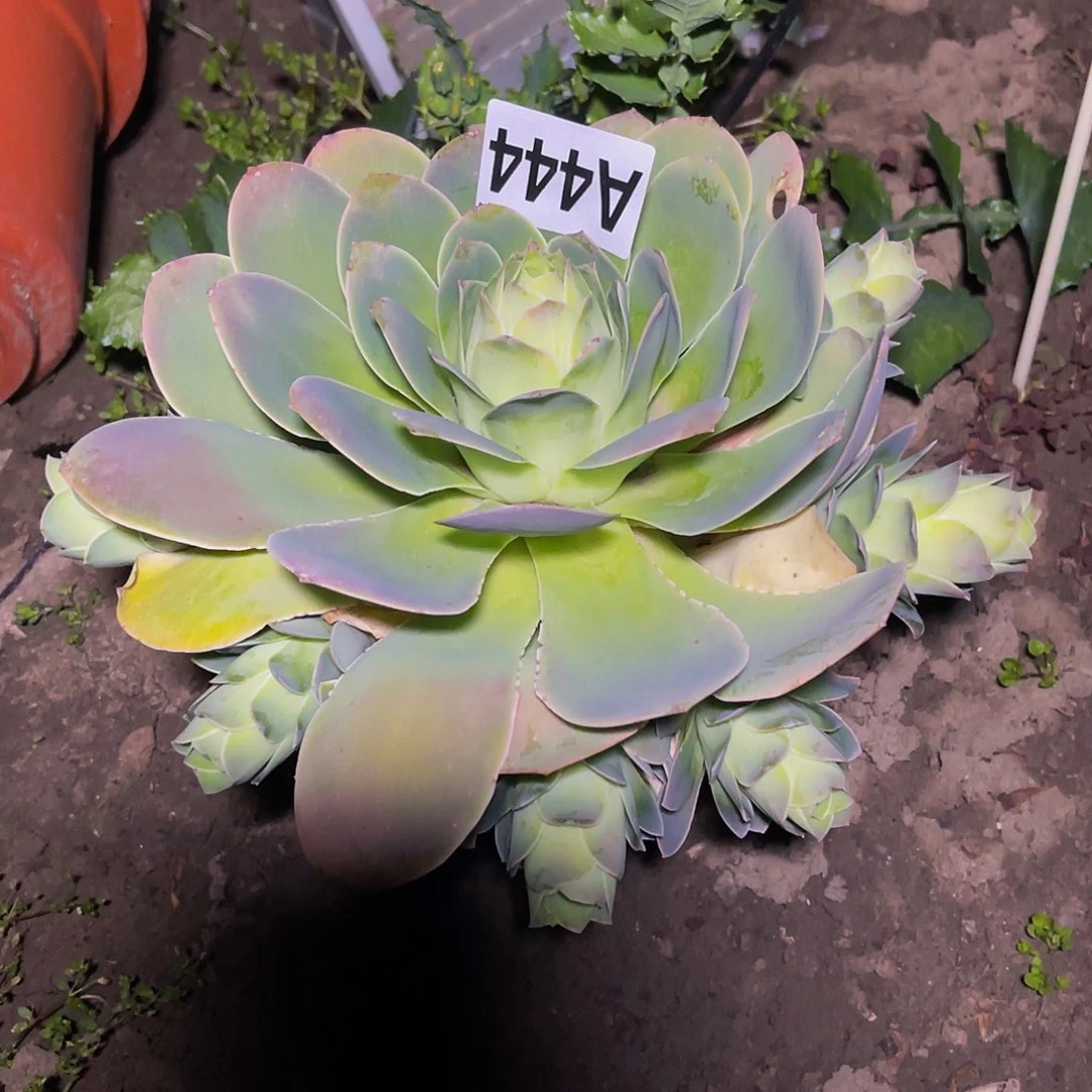 玫瑰玫瑰15-18包邮