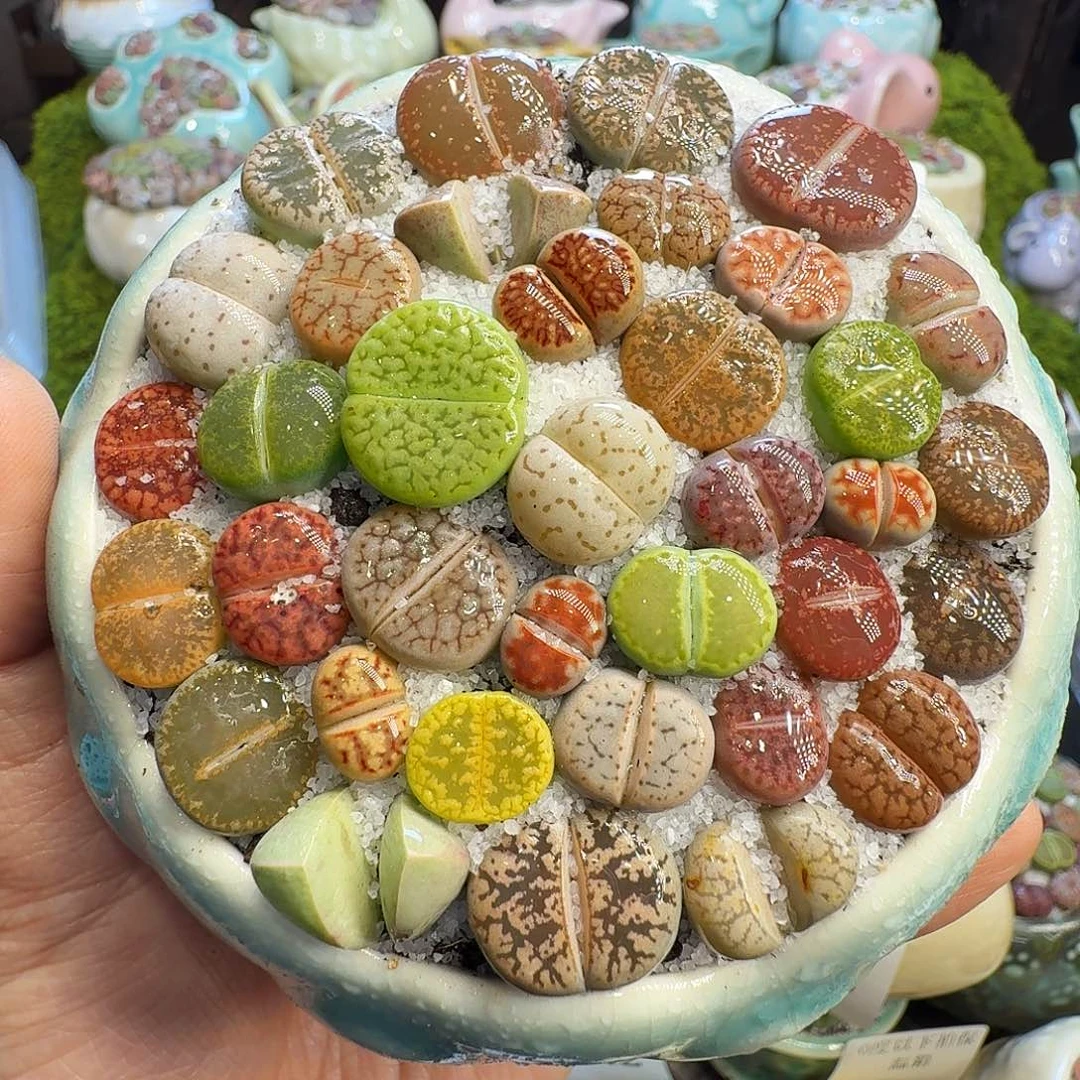 多肉植物福利冲1079