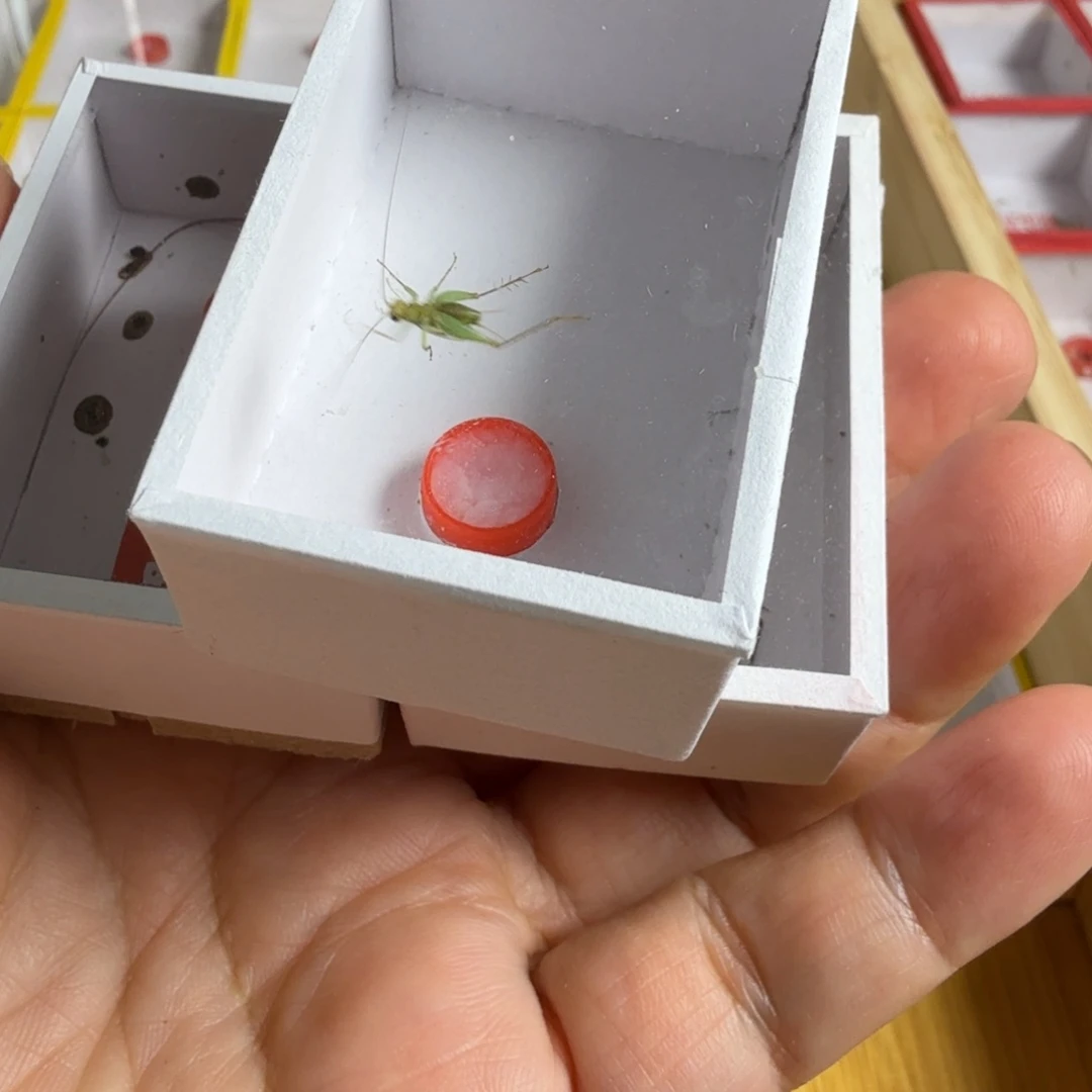 一只橙杆➕一只翡翠蛉➕魔王