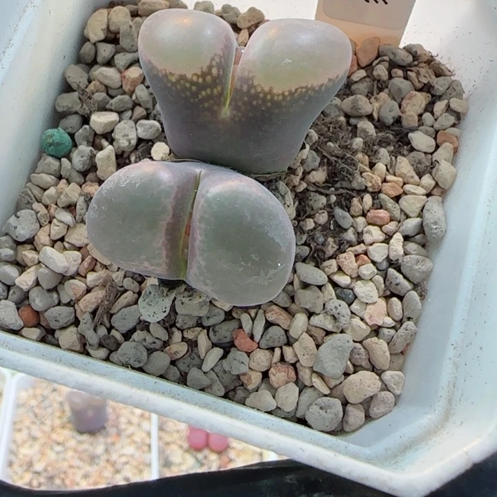 10.21双十一多肉植物特特82号
