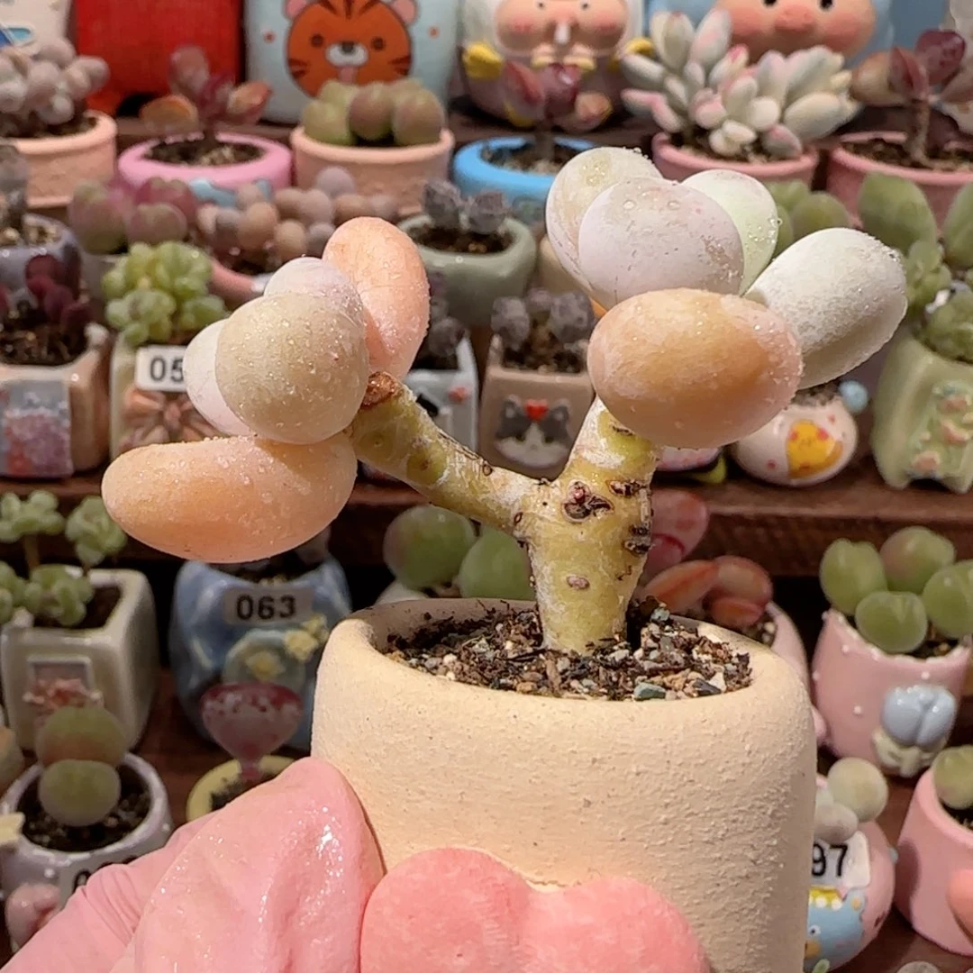T  y字蛋黄奶盆口2.5cm