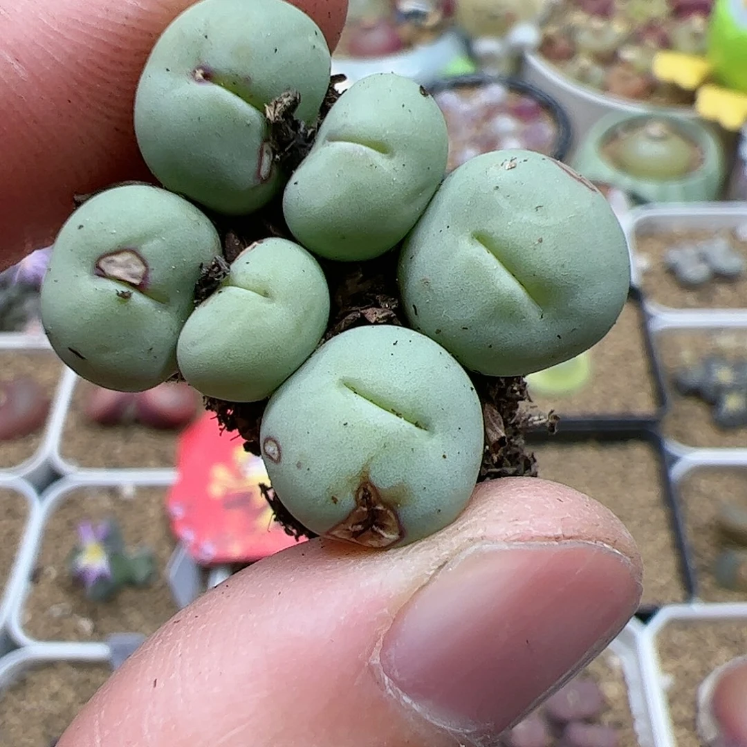 【闪购商品】295 双12福利
