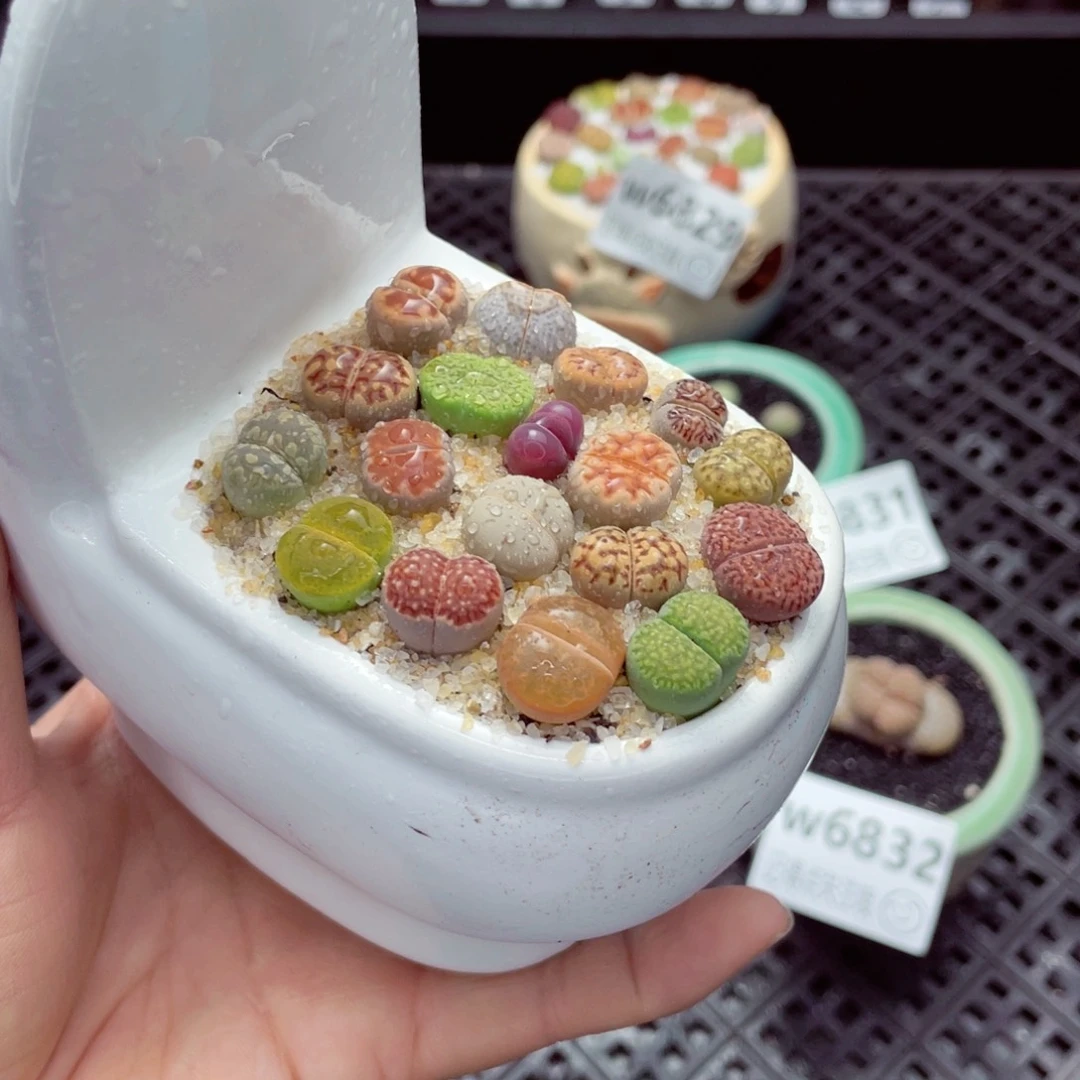 w6833 带盆土发货-零下地区拍保温箱