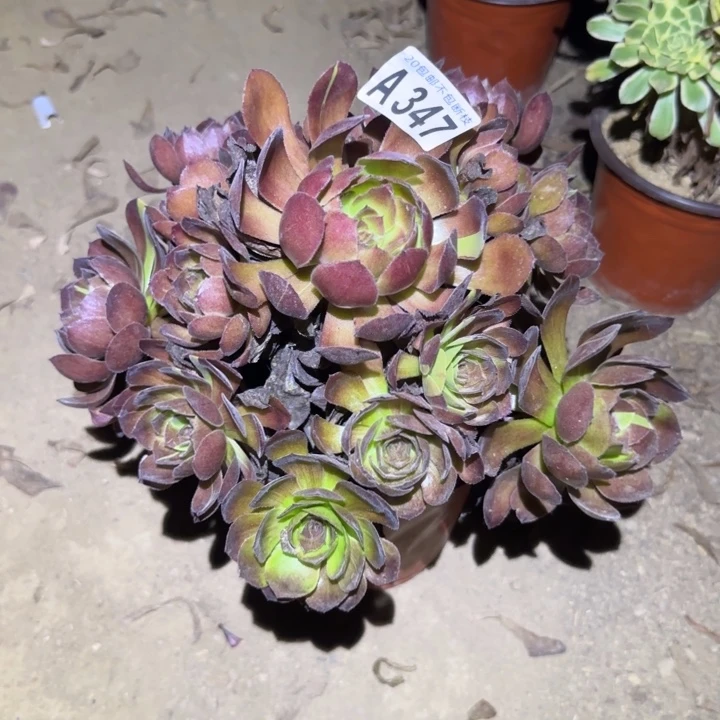 黑美人……不包断枝……多肉植物