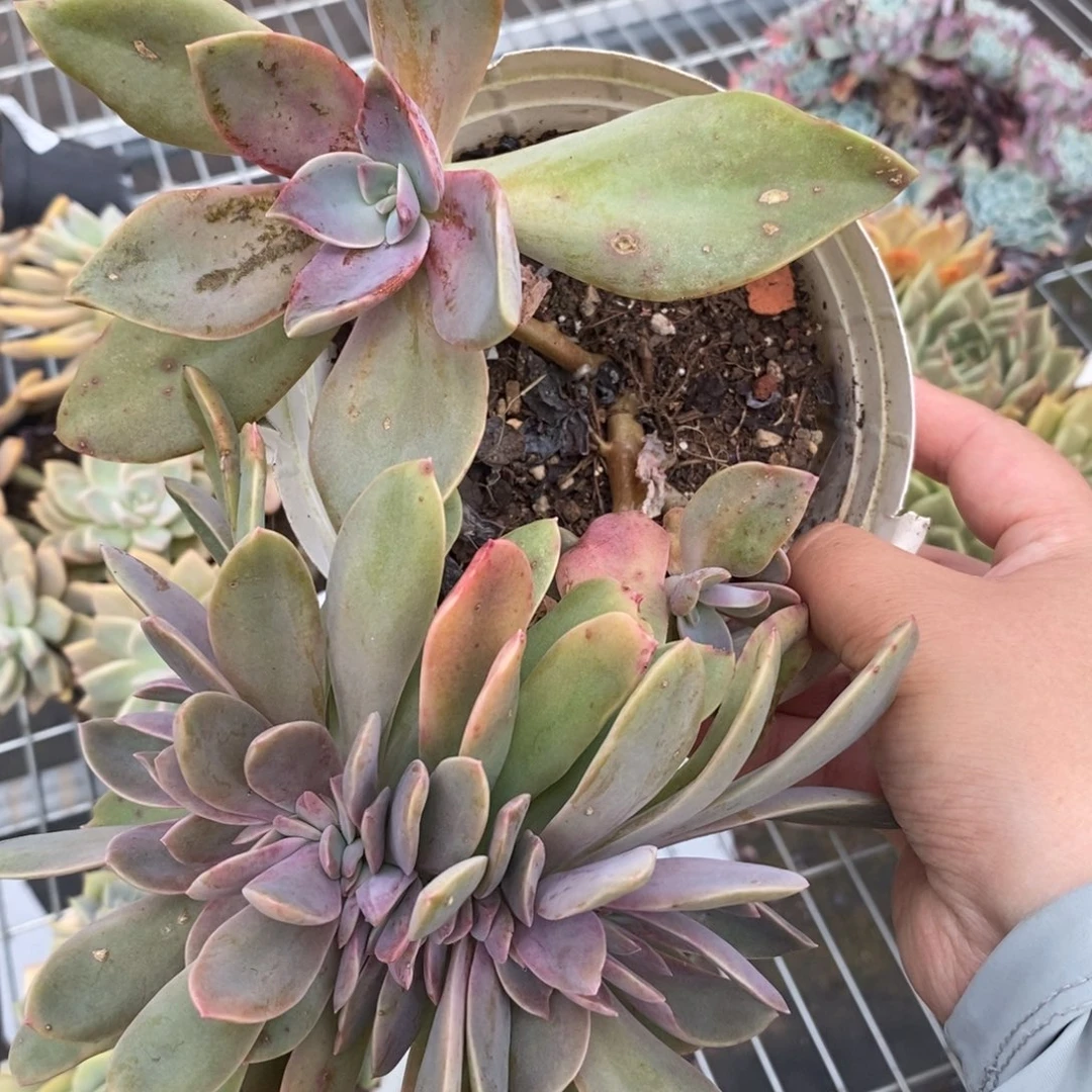 4827太妃糖缀化一物一拍