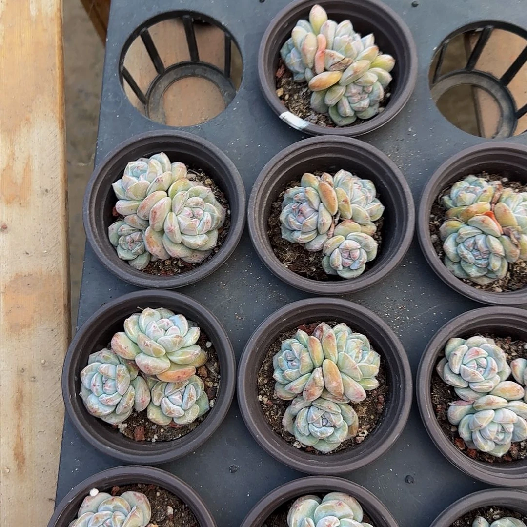 三头老桩圆叶星影福利1个